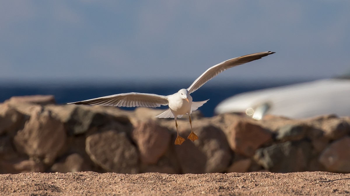 Slender-billed Gull - ML641646260