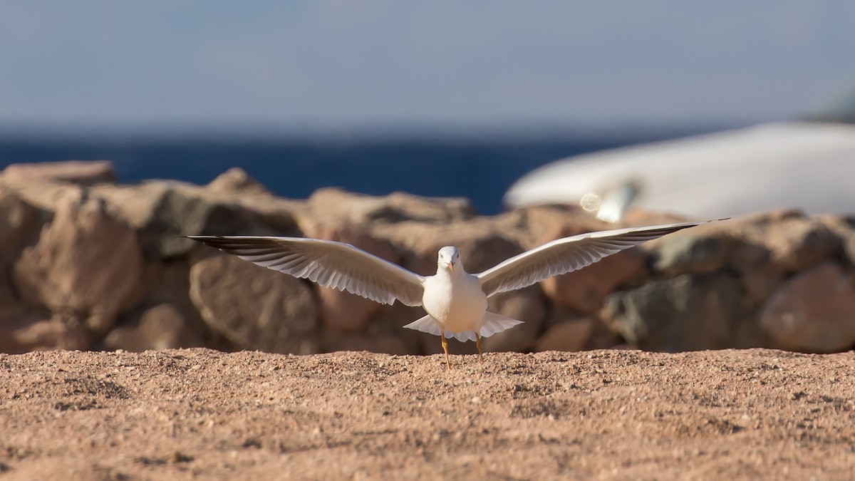 Slender-billed Gull - ML641646261