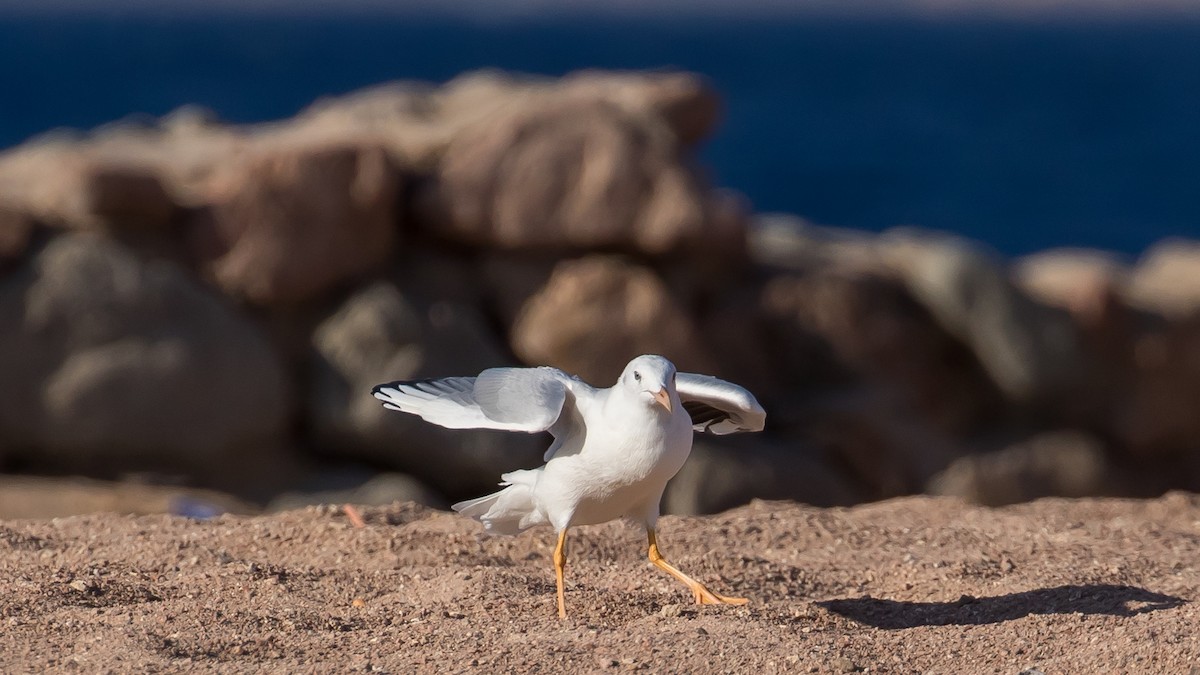 Slender-billed Gull - ML641646262