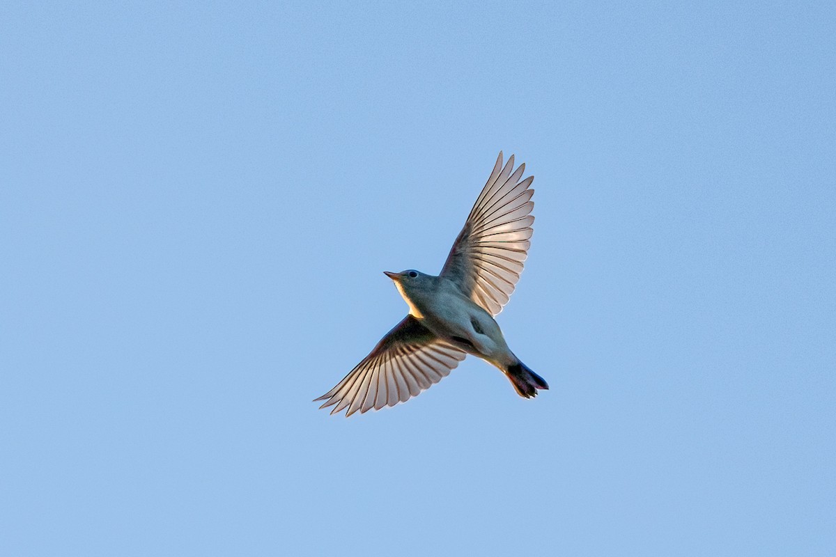 Gelbscheitel-Waldsänger - ML641646304