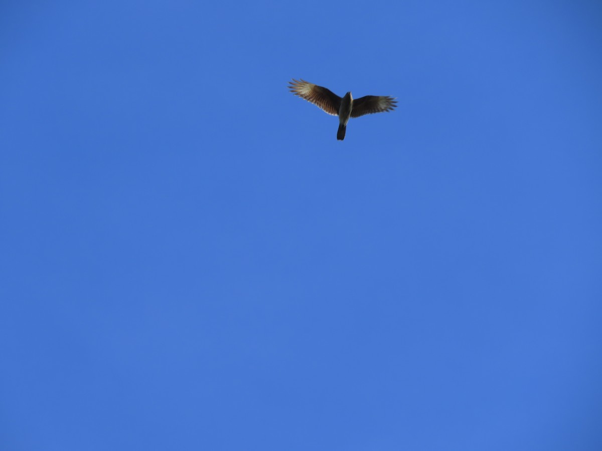 Chimango Caracara - ML641646309