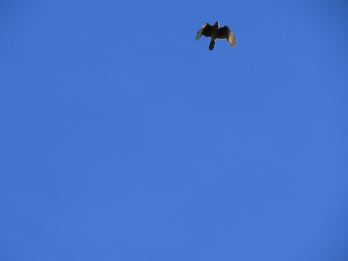 Chimango Caracara - ML641646310