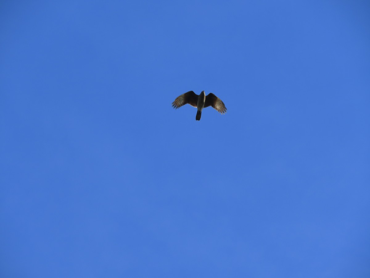 Chimango Caracara - ML641646311