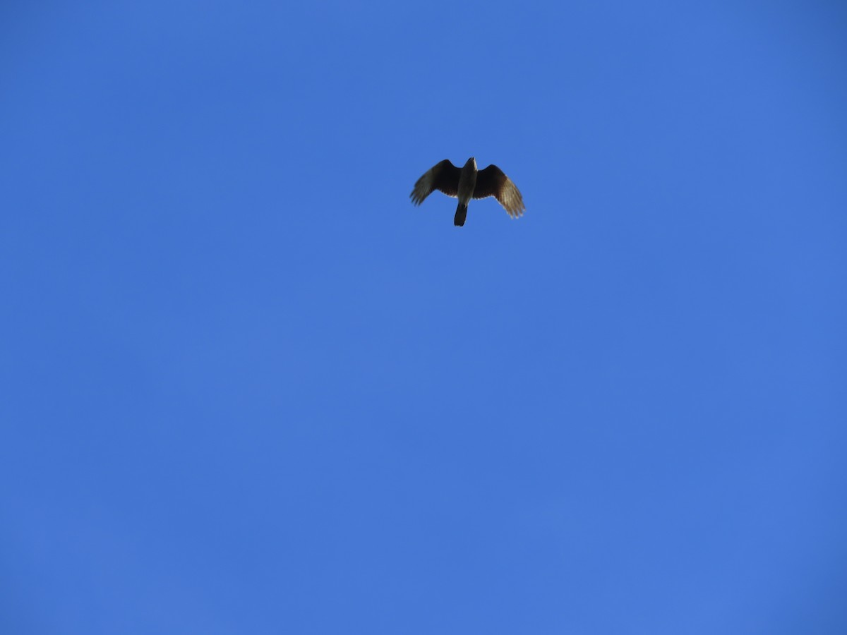 Chimango Caracara - ML641646312