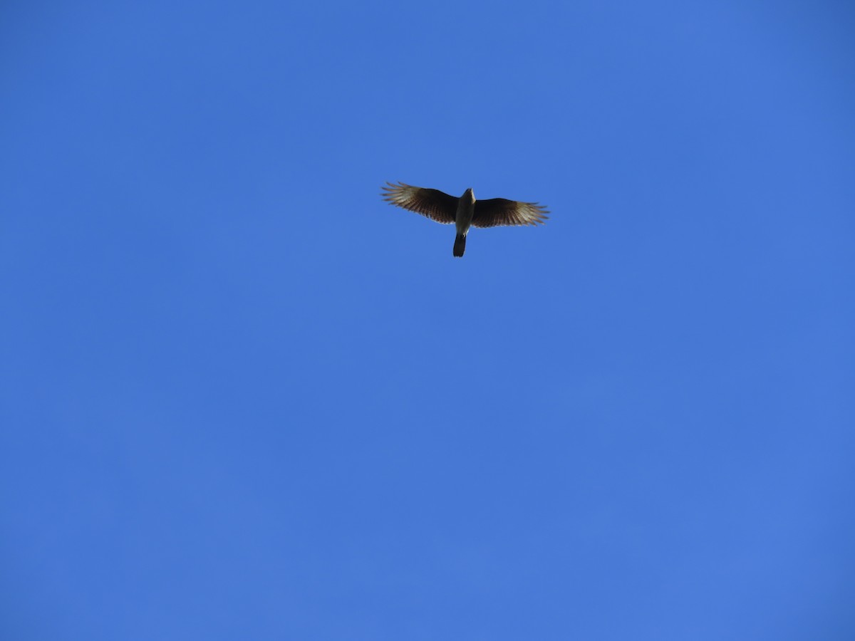 Chimango Caracara - ML641646313
