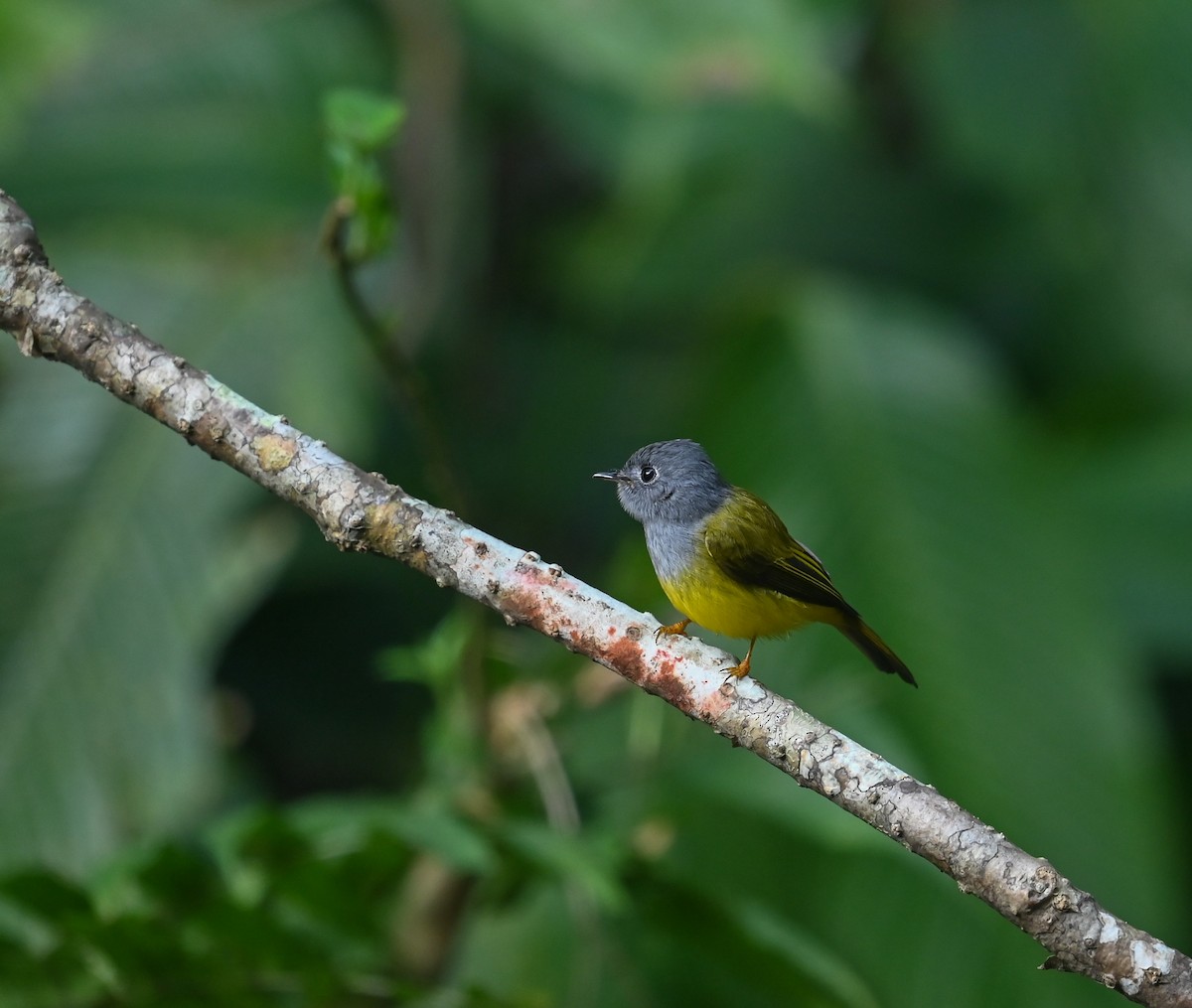 Gray-headed Canary-Flycatcher - ML641646324