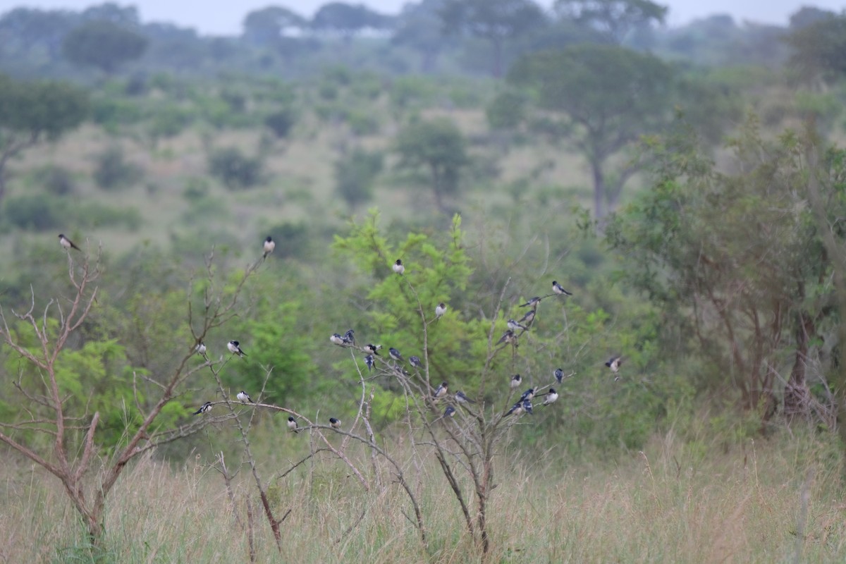 Barn Swallow - ML641646329