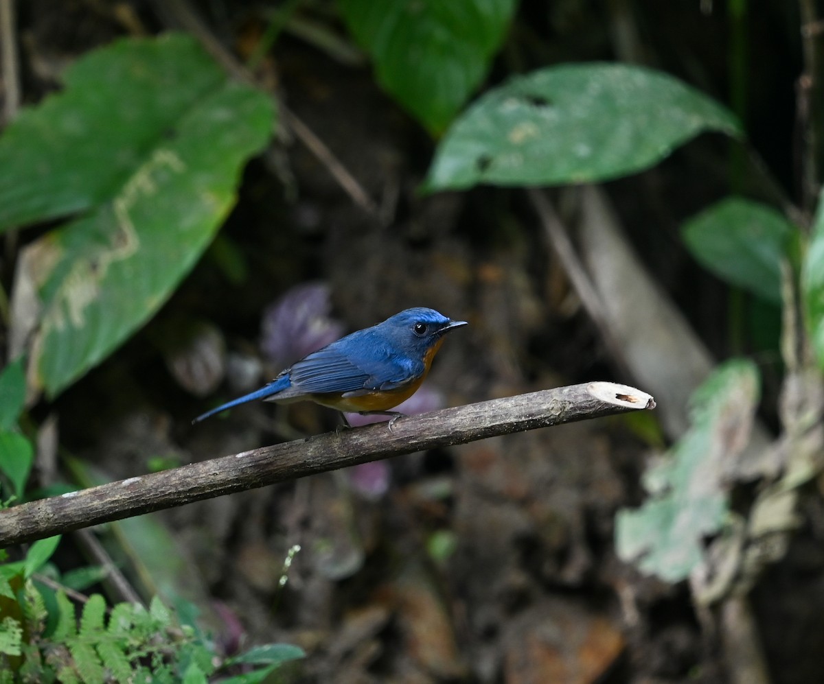 Hill Blue Flycatcher - ML641646333
