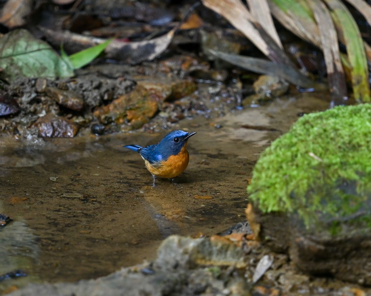 Hill Blue Flycatcher - ML641646335