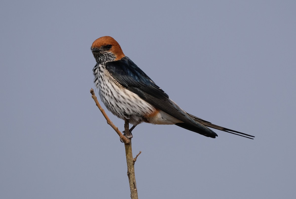 Lesser Striped Swallow - ML641646414