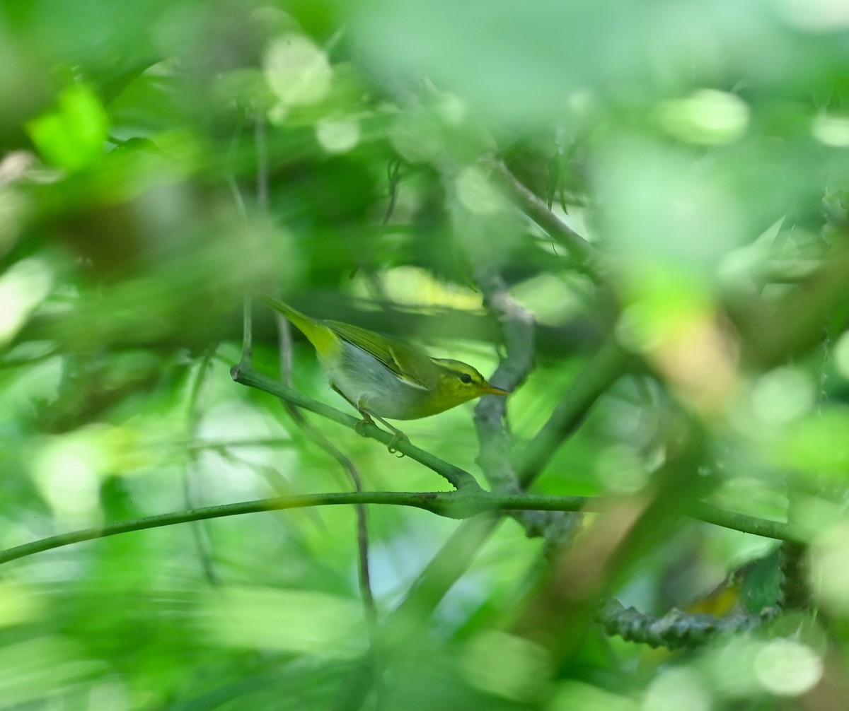Yellow-vented Warbler - ML641646428