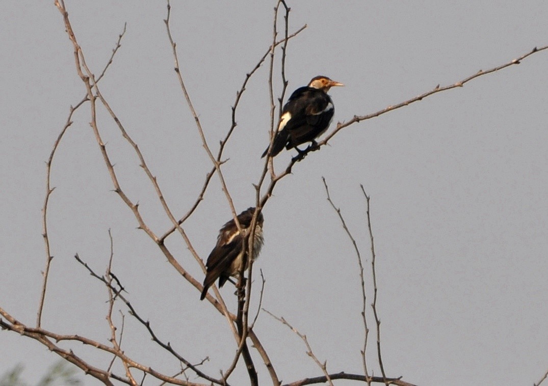 Indian Pied Starling - ML641646463