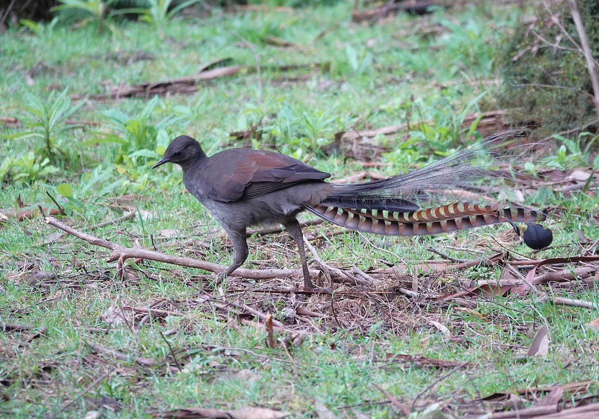 Superb Lyrebird - ML641646482