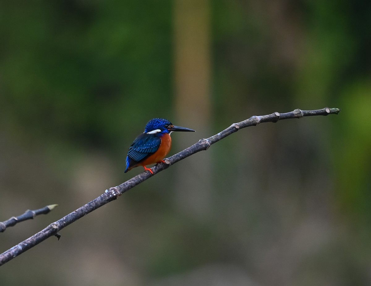 Blue-eared Kingfisher - ML641646504