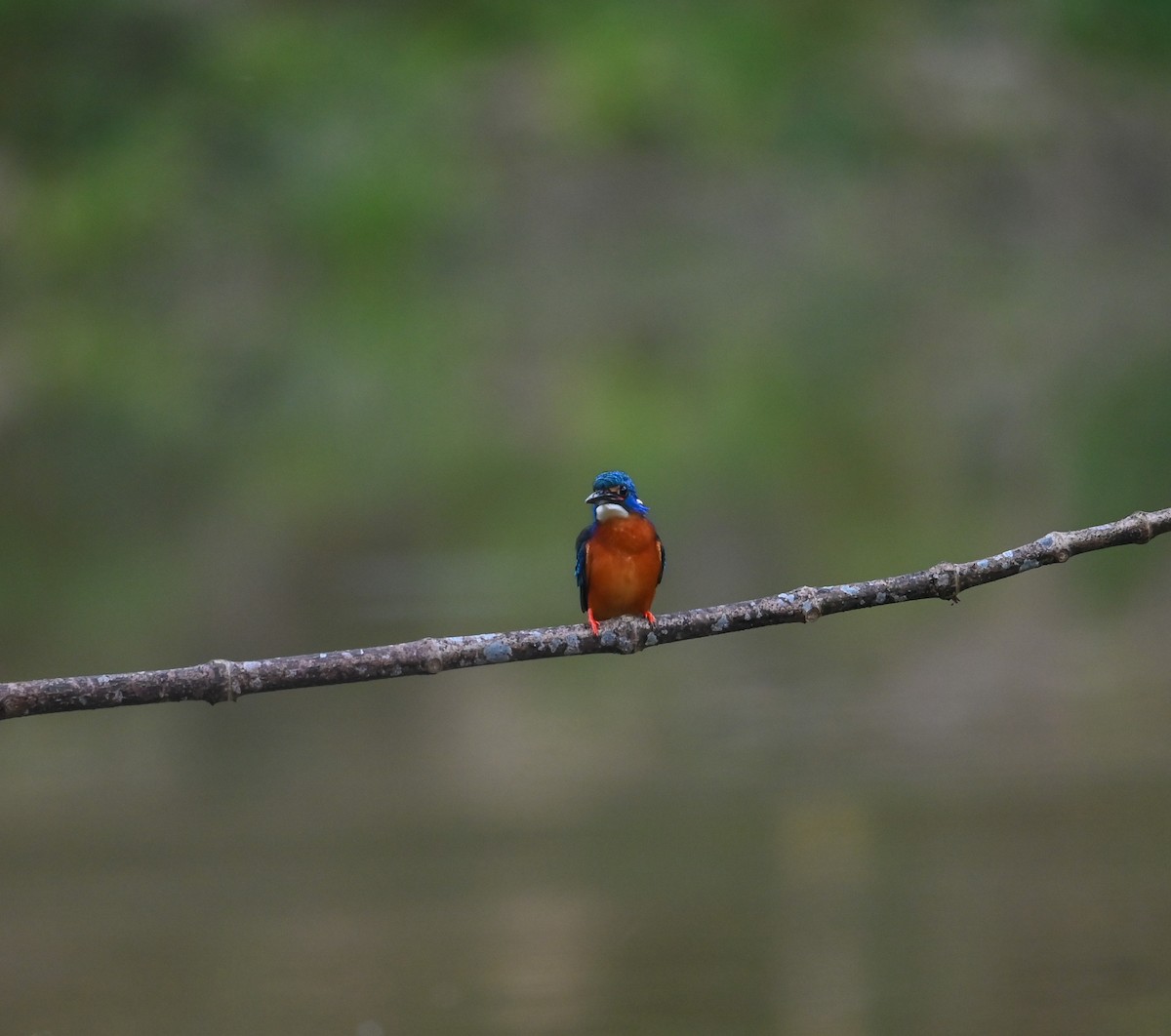 Blue-eared Kingfisher - ML641646505