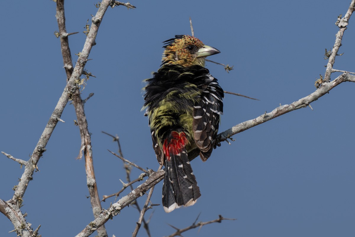 Crested Barbet - ML641646528