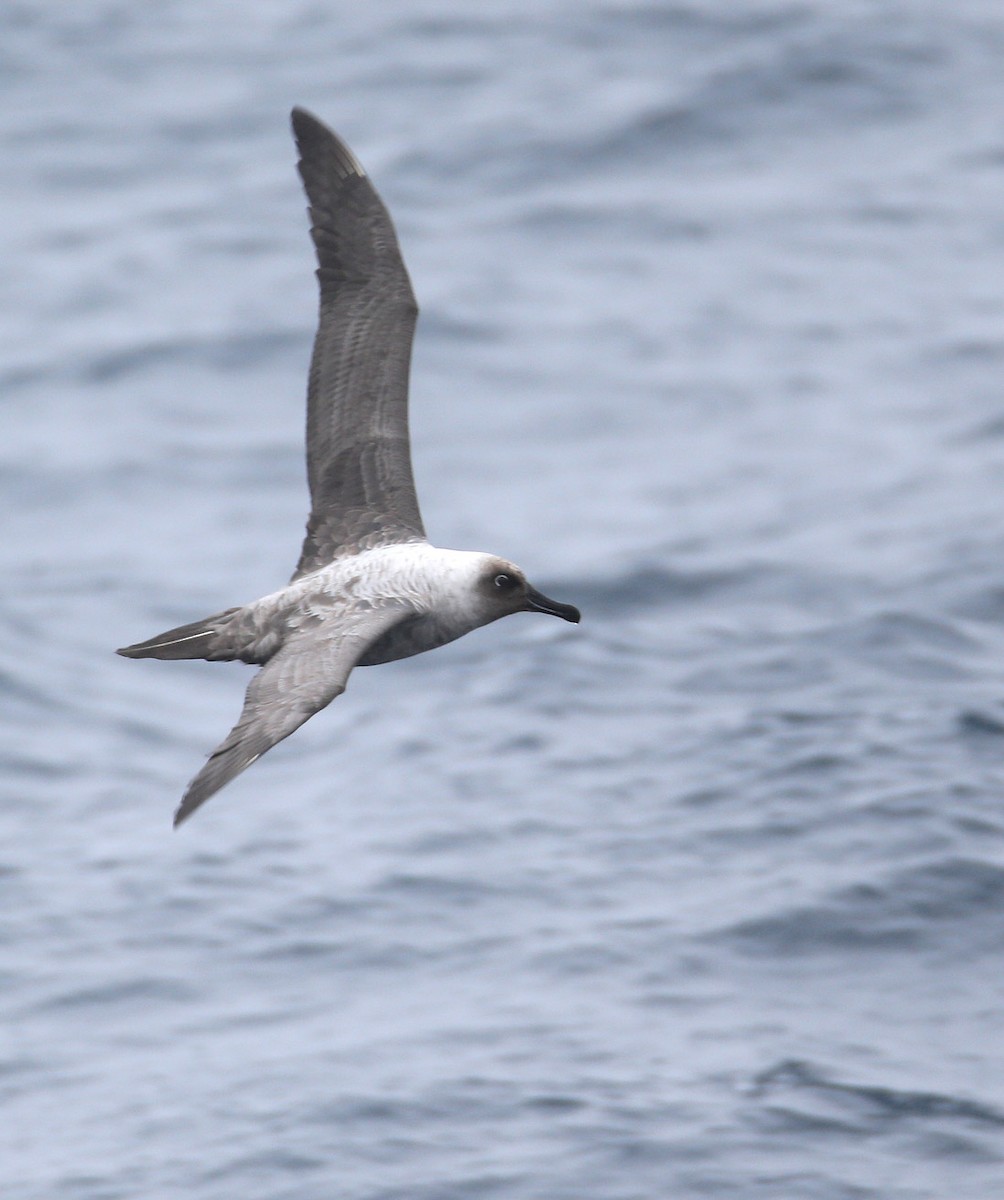 Light-mantled Albatross - ML641646554