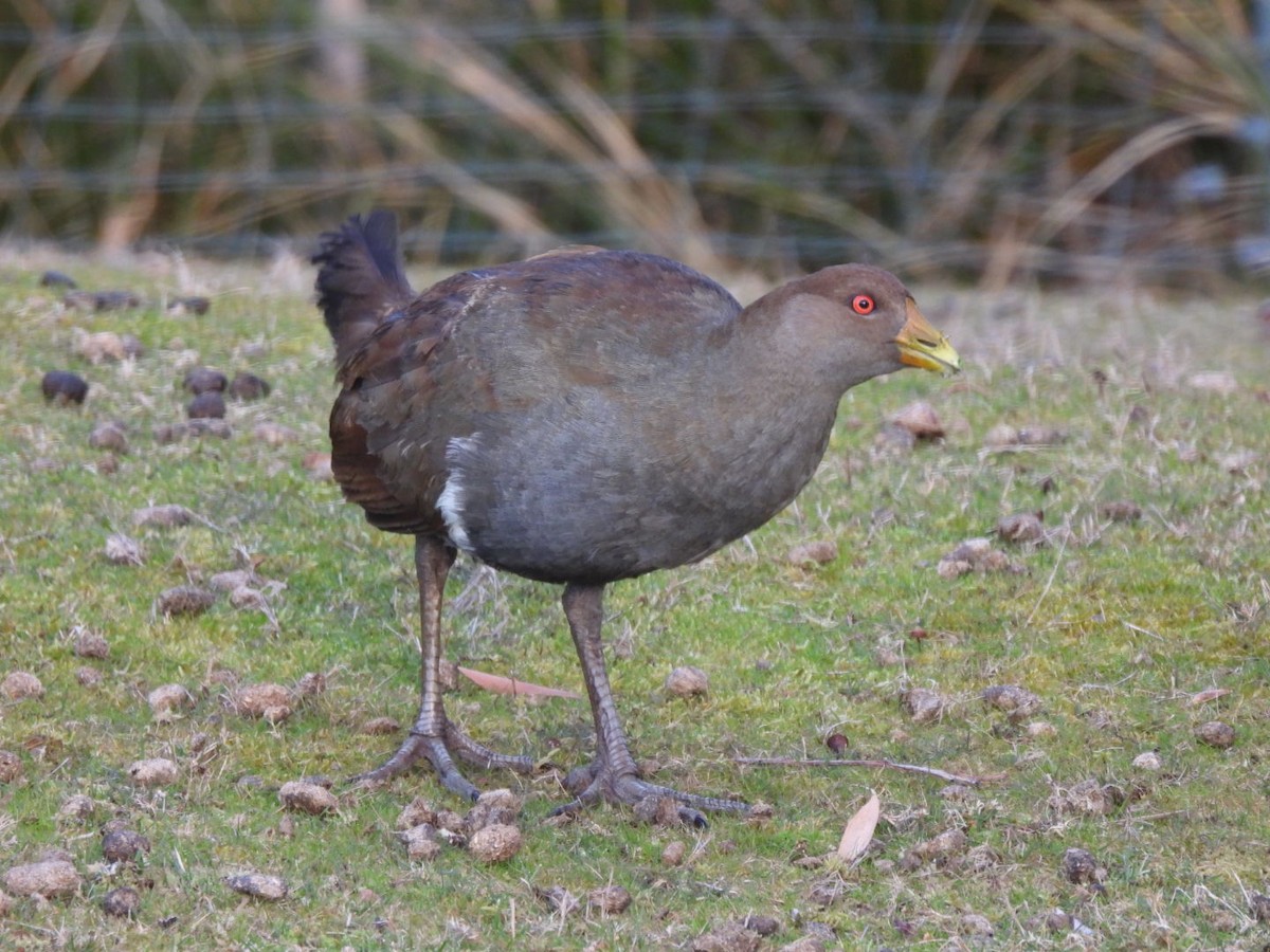 Gallineta de Tasmania - ML641646563