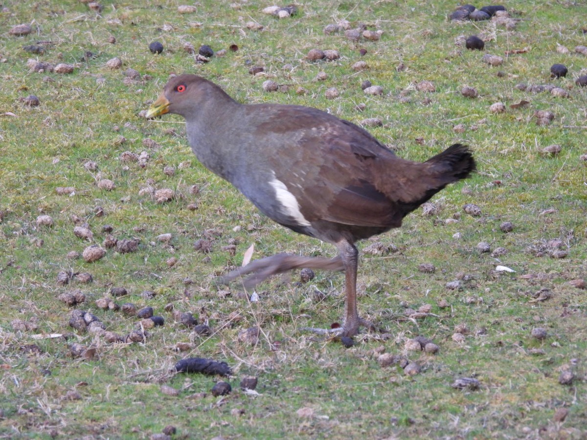 Gallineta de Tasmania - ML641646564