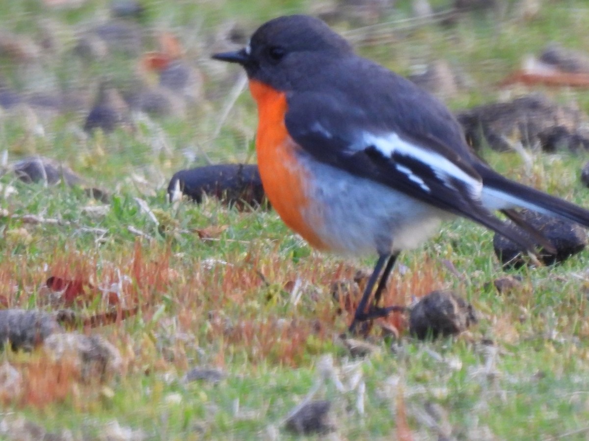 Flame Robin - ML641646580