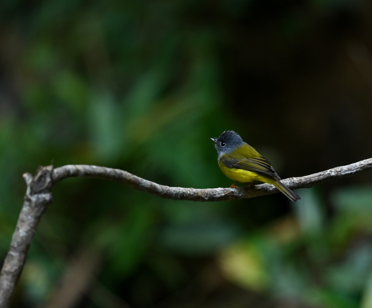 Gray-headed Canary-Flycatcher - ML641646590