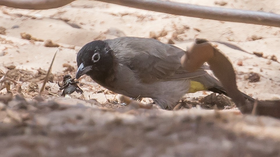 White-spectacled Bulbul - ML641646620