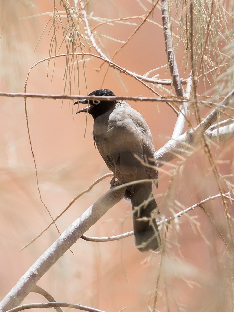 White-spectacled Bulbul - ML641646621