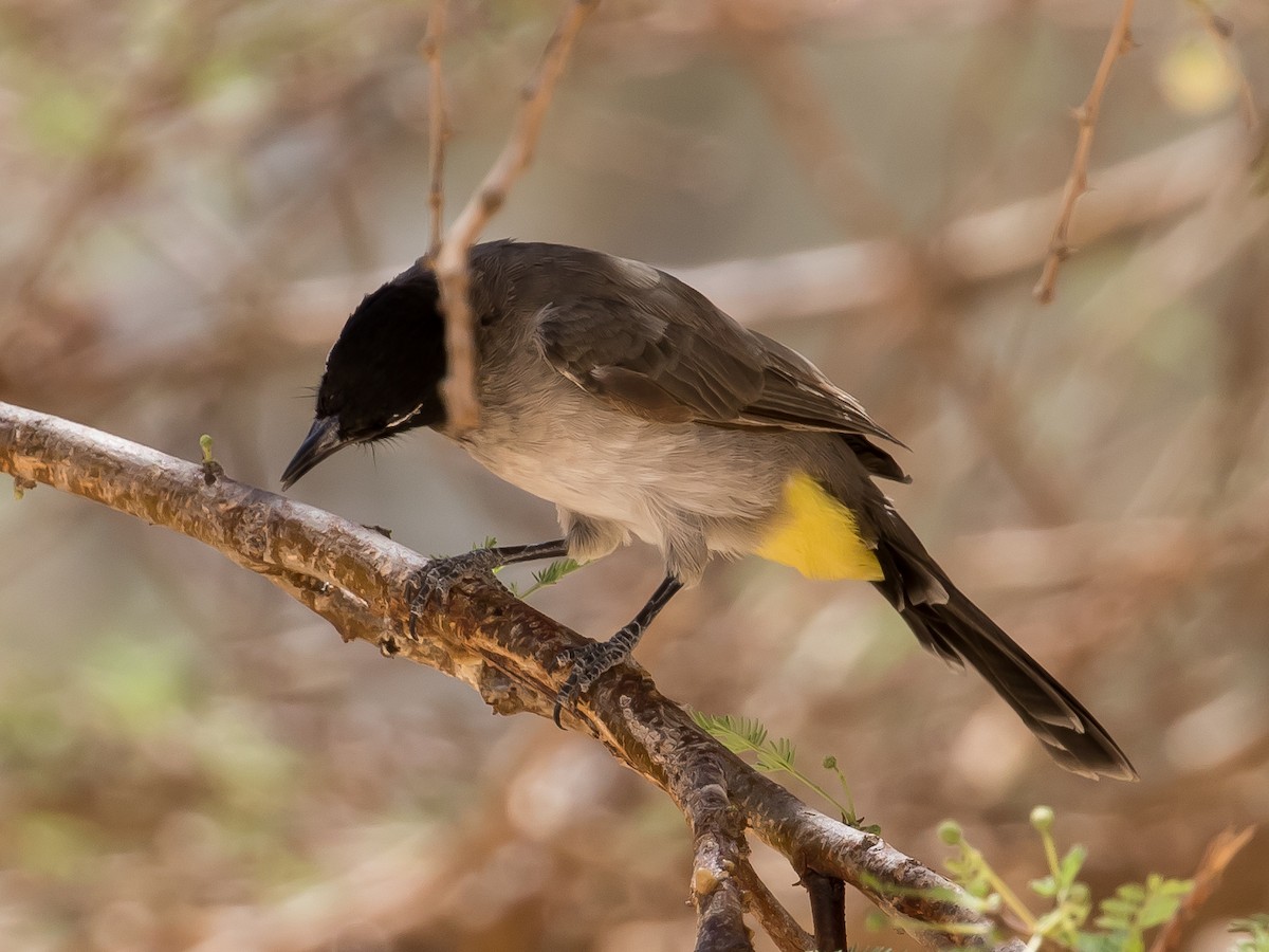White-spectacled Bulbul - ML641646622