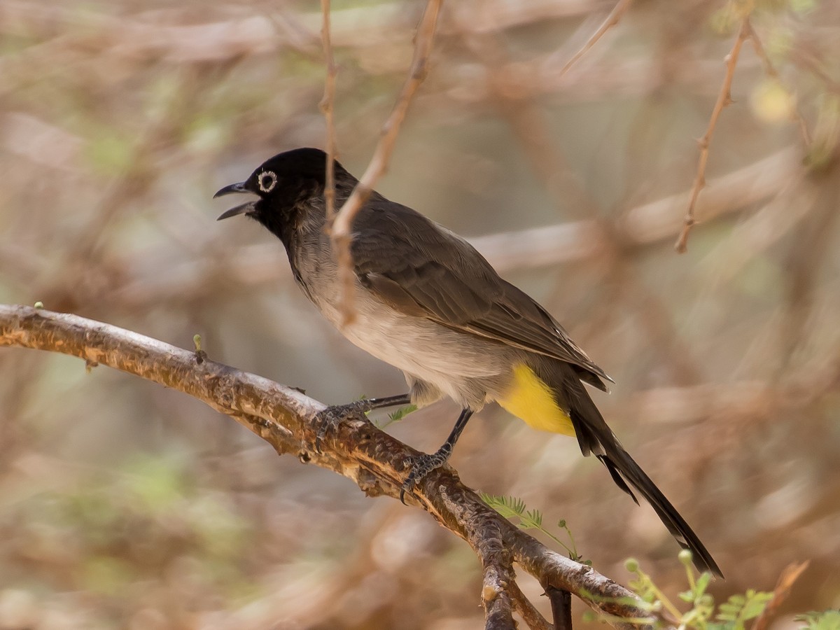 White-spectacled Bulbul - ML641646623
