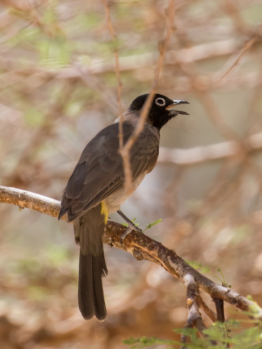 White-spectacled Bulbul - ML641646624