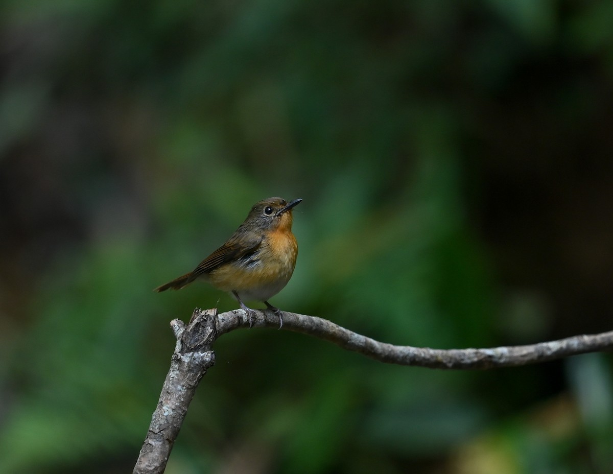 Hill Blue Flycatcher - ML641646627