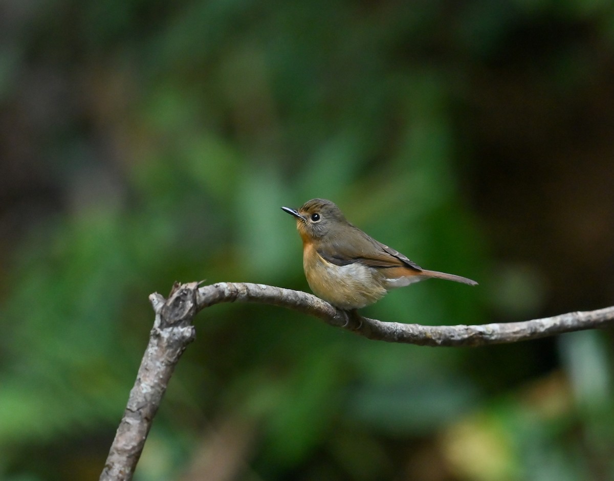 Hill Blue Flycatcher - ML641646628