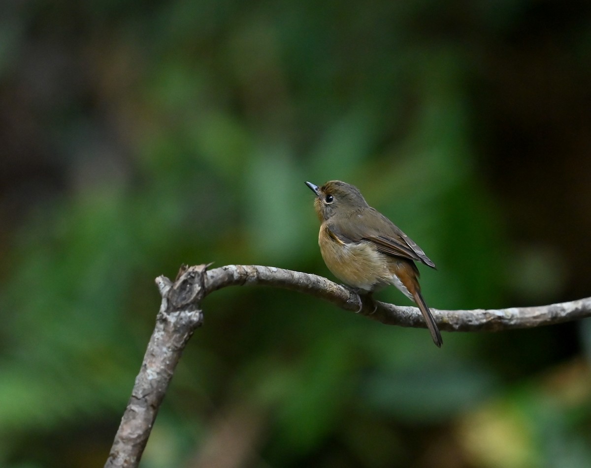Hill Blue Flycatcher - ML641646629