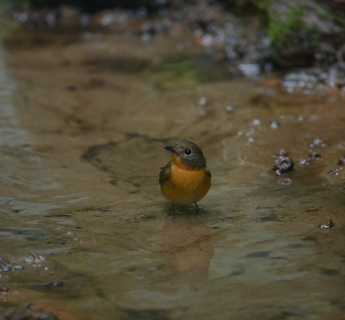 Hill Blue Flycatcher - ML641646630