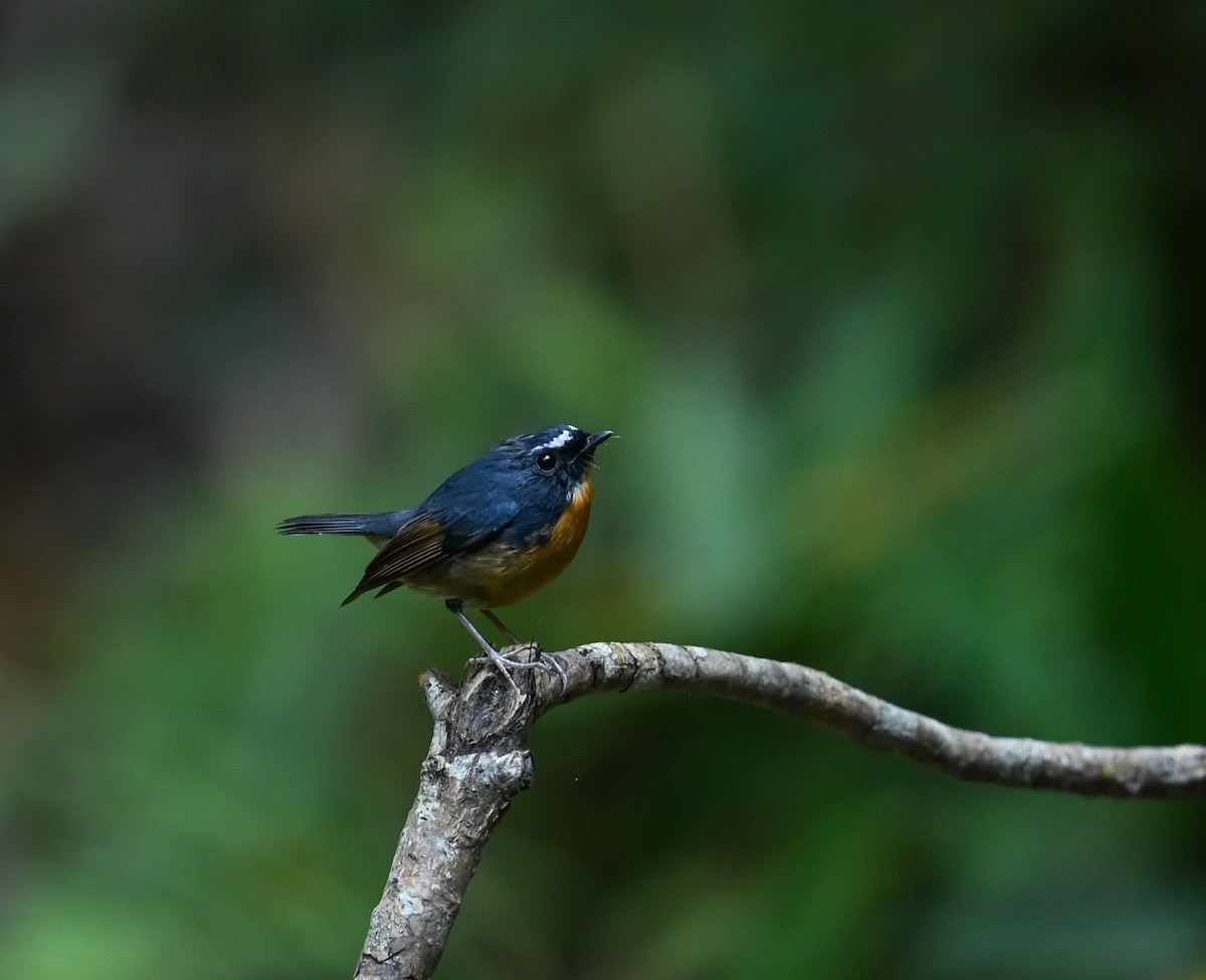 Snowy-browed Flycatcher - ML641646631