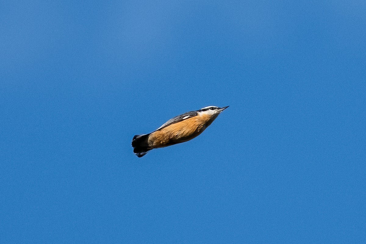 Rotbrustkleiber - ML641646637