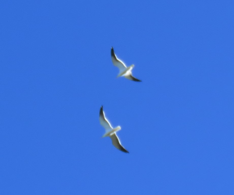 Mouette de Patagonie - ML641646650