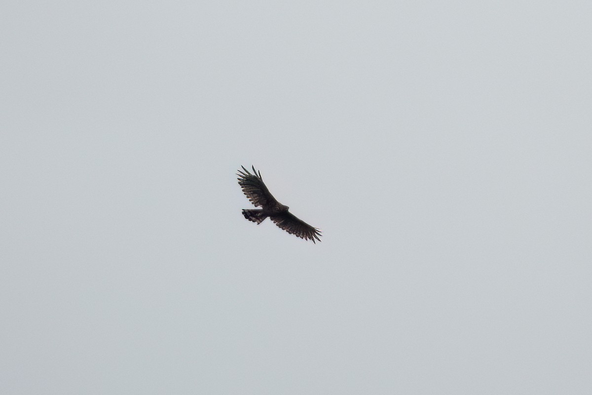 Sulawesi Honey-buzzard - ML641646651