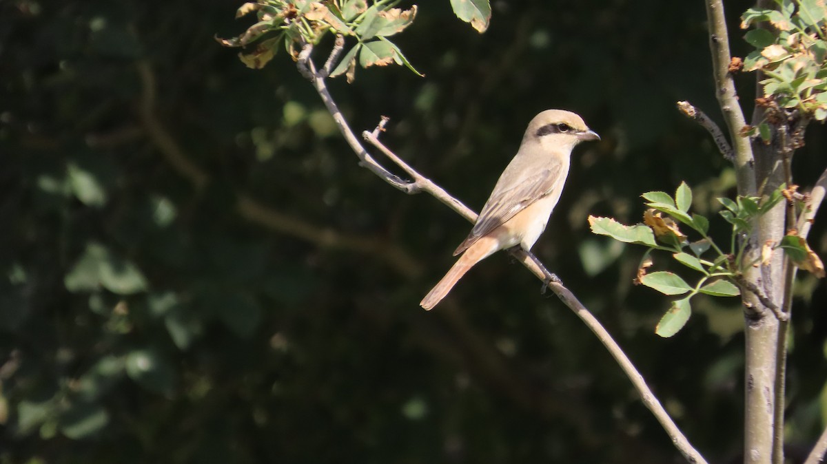 Isabelline Shrike - ML641646655