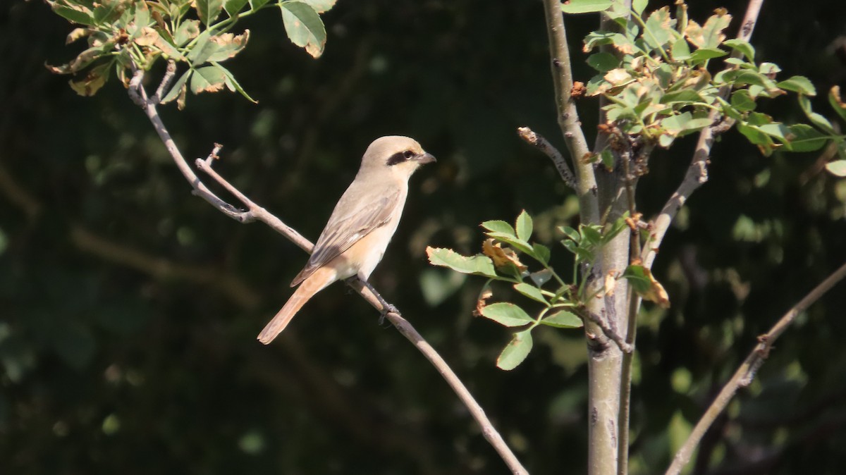 Isabelline Shrike - ML641646656