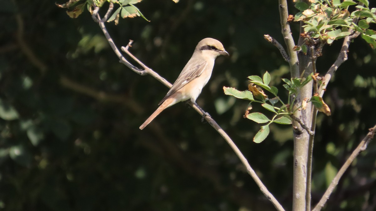 Isabelline Shrike - ML641646657