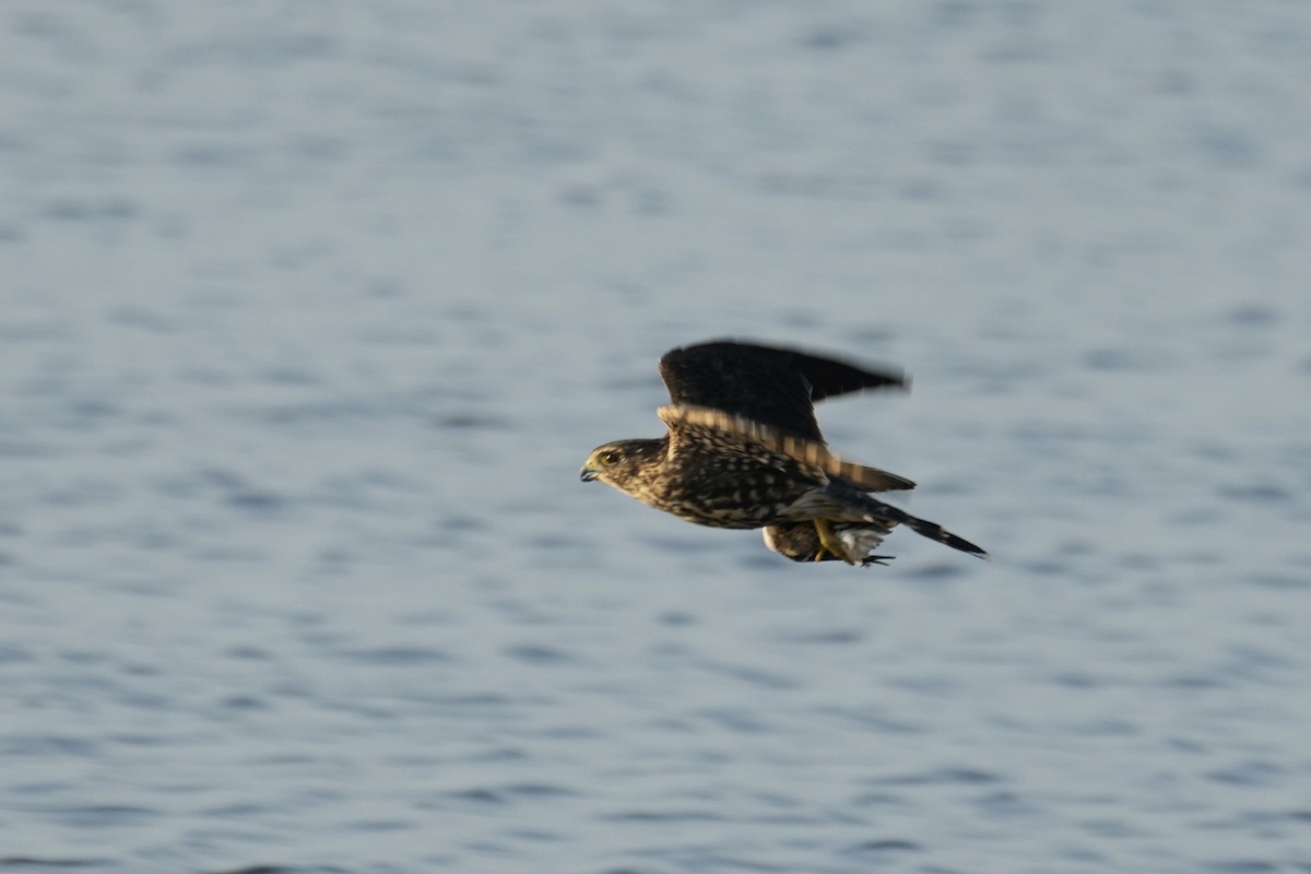 灰背隼 - ML641646668