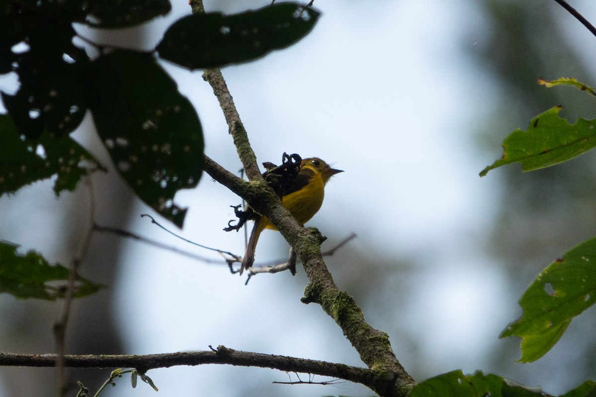 Gobemoustique canari - ML641646669