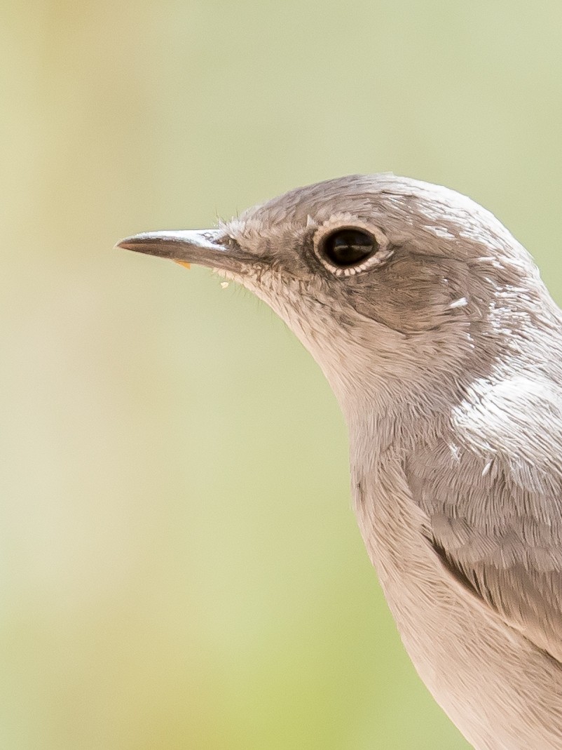 Blackstart - ML641646712