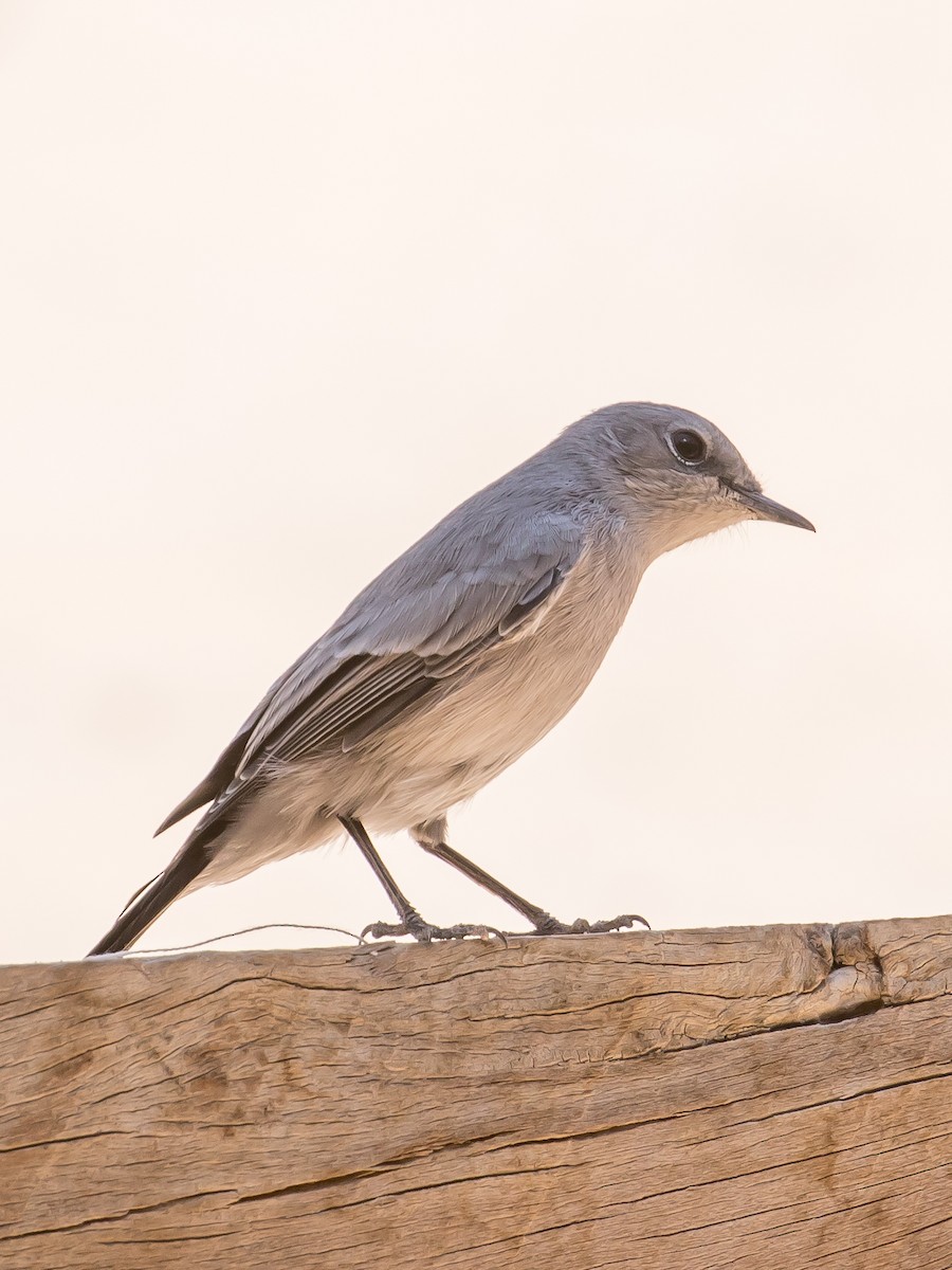 Blackstart - ML641646714