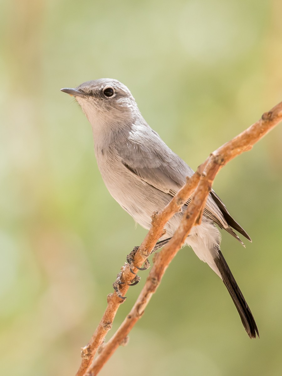 Blackstart - ML641646715