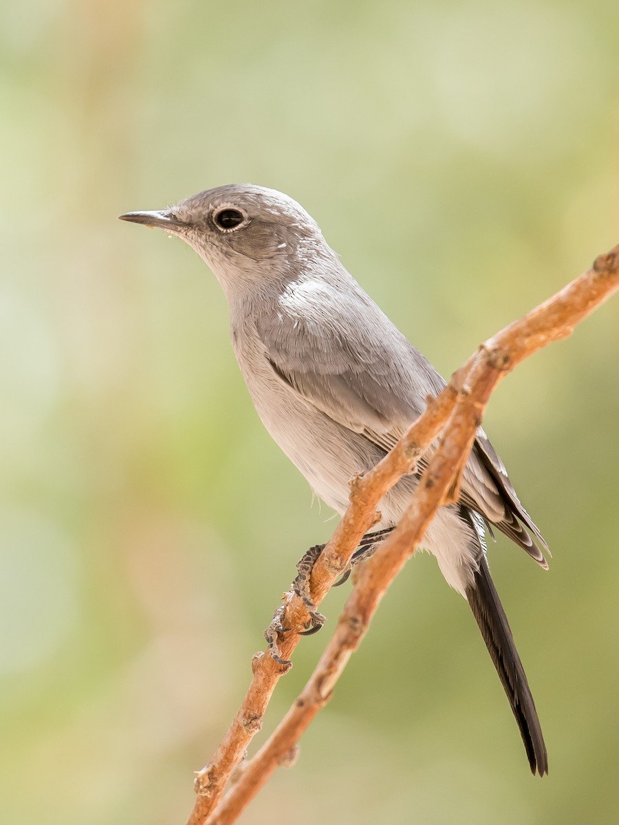 Blackstart - ML641646716