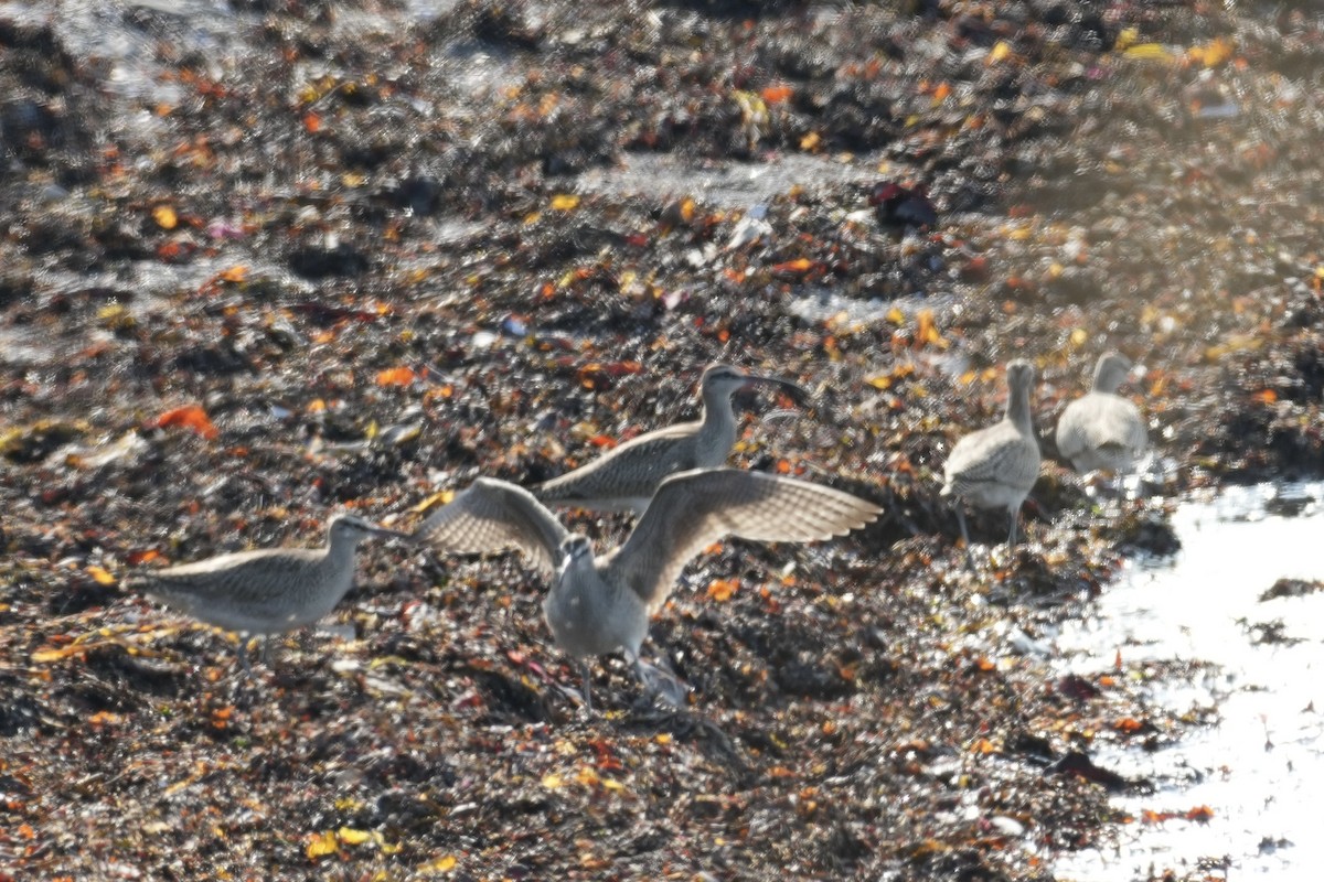 美洲中杓鷸 - ML641646719