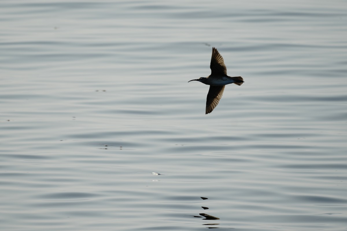 美洲中杓鷸 - ML641646720