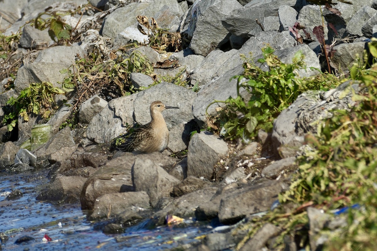 流蘇鷸 - ML641646771